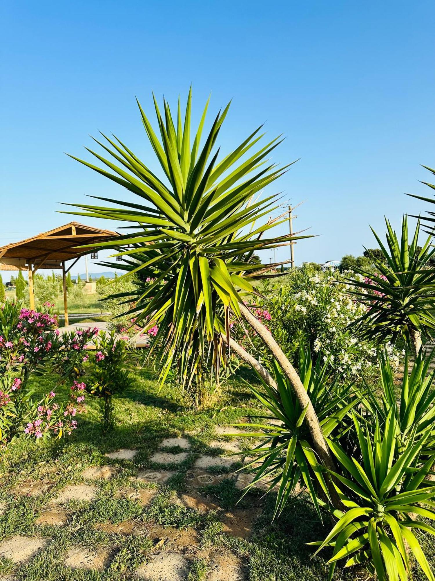 Podere San Sebastiano Apartment